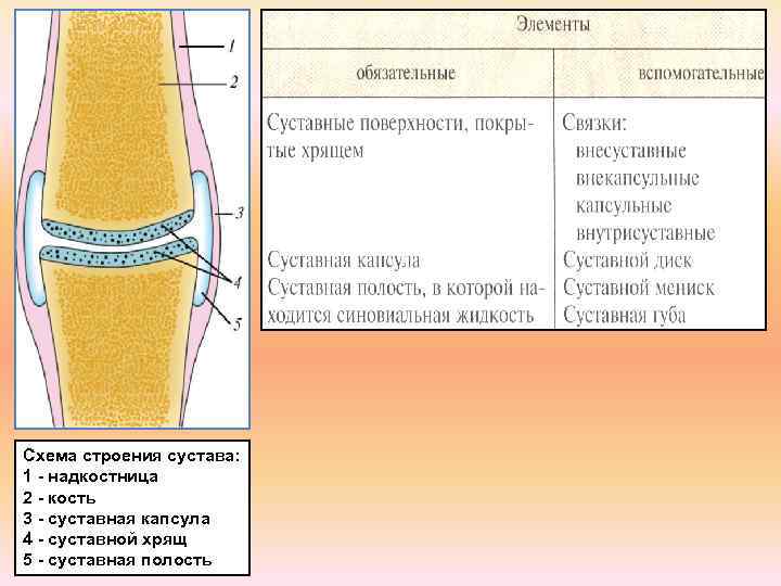 Схема строения сустава