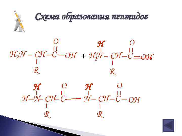 Схема образования пептидов O O H H 2 N CH C OH + H