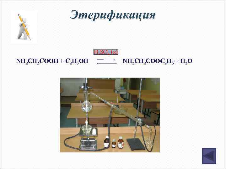 Этерификация H 2 SO 4 (к) NH 2 COOH + C 2 H 5