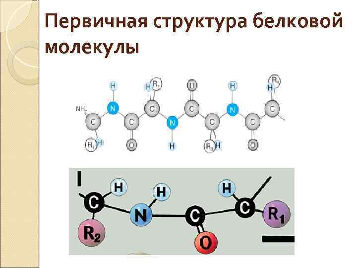 Первичная структура белка