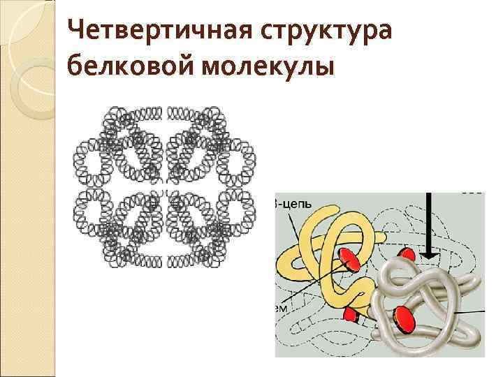 Четвертичная структура белка картинка