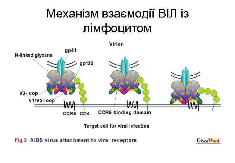 Механізм взаємодії ВІЛ із лімфоцитом 