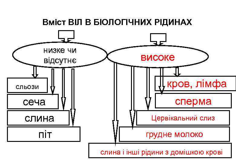 Вміст ВІЛ В БІОЛОГІЧНИХ РІДИНАХ низке чи відсутнє сльози сеча слина піт високе кров,