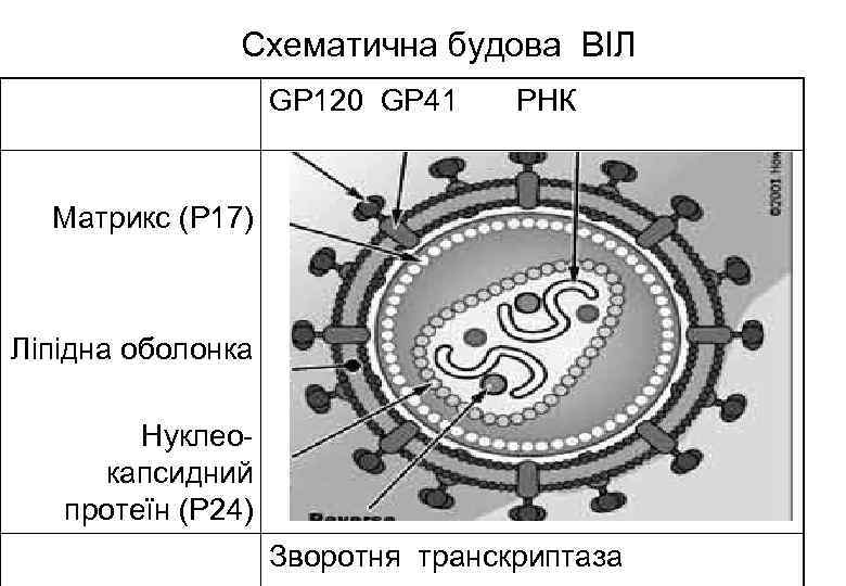 Схематична будова ВІЛ GP 120 GP 41 РНК Матрикс (Р 17) Ліпідна оболонка Нуклеокапсидний