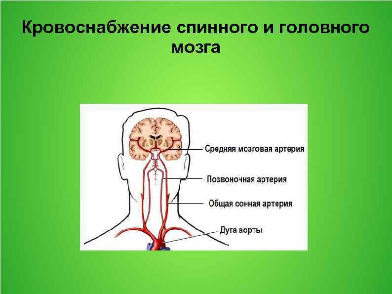 Кровоснабжение головного мозга презентация