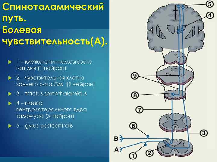 2 нарисовать блок схемы болевого тактильного и проприоцептивного анализаторов