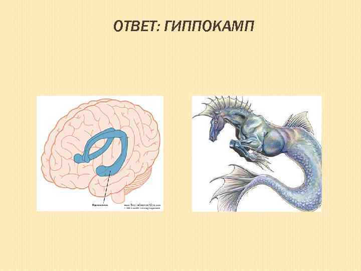 ОТВЕТ: ГИППОКАМП 