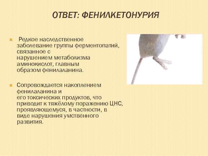 ОТВЕТ: ФЕНИЛКЕТОНУРИЯ Редкое наследственное заболевание группы ферментопатий, связанное с нарушением метаболизма аминокислот, главным образом