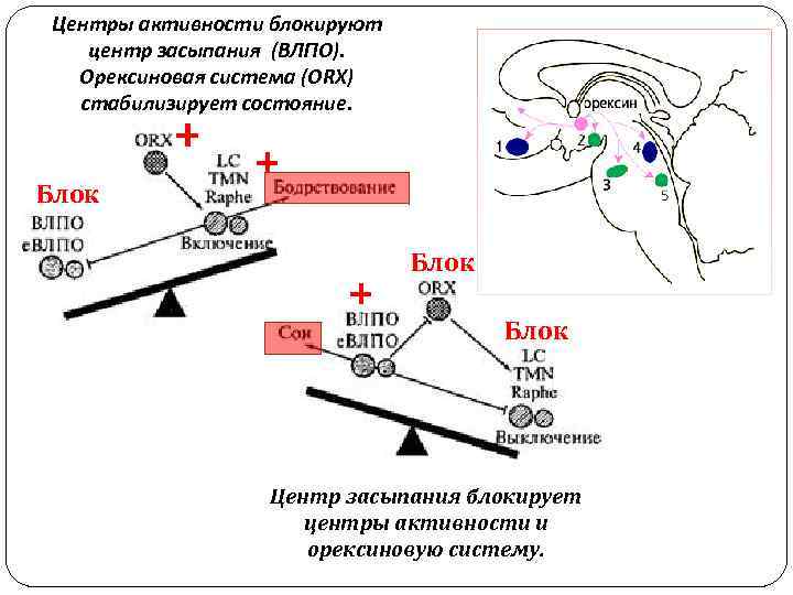 Центры активности блокируют центр засыпания (ВЛПО). Орексиновая система (ORX) стабилизирует состояние. + Блок +