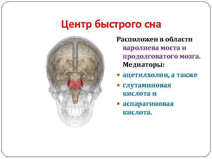 Центр сна в мозге. Медиаторы сна. Центр сна в головном мозге. Нейромедиаторы сна. Медиаторы сна и бодрствования.