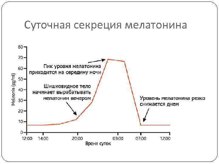 Суточная секреция мелатонина 