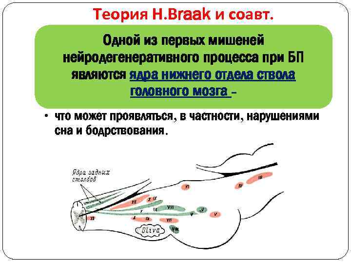 Теория Н. Вraak и соавт. Одной из первых мишеней нейродегенеративного процесса при БП являются