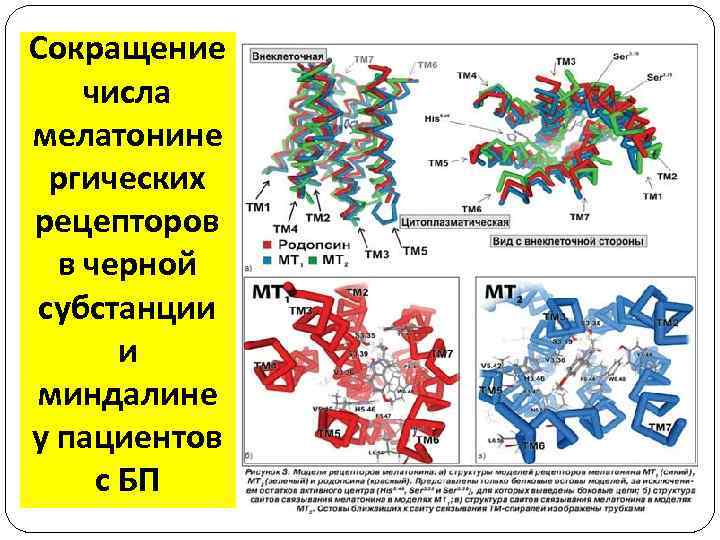 Сокращение числа мелатонине ргических рецепторов в черной субстанции и миндалине у пациентов с БП