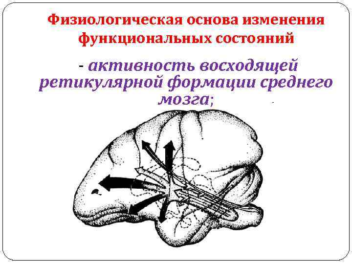 Физиологическая основа изменения функциональных состояний - активность восходящей ретикулярной формации среднего мозга; 