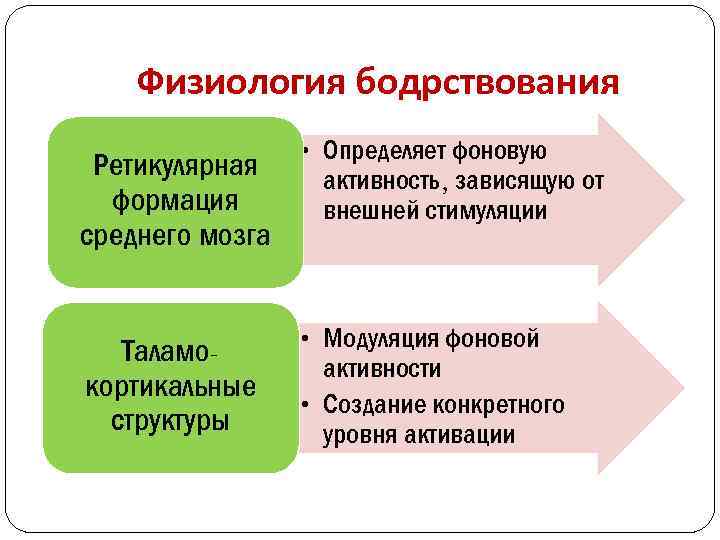 Физиология бодрствования Ретикулярная формация среднего мозга • Определяет фоновую активность, зависящую от внешней стимуляции