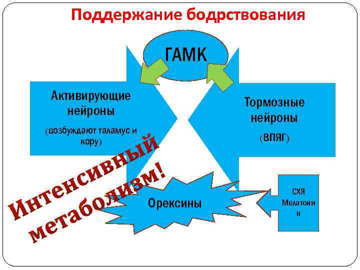 Поддержание бодрствования ГАМК Активирующие нейроны (возбуждают таламус и кору) й ны ! в м