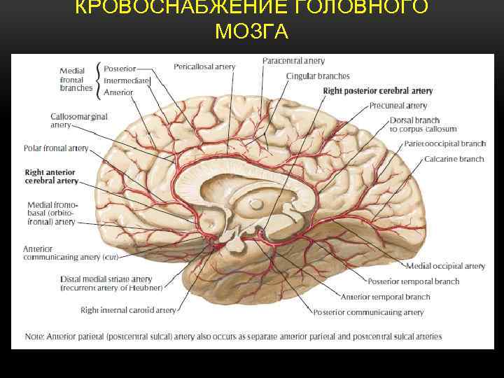 Кровоснабжение среднего мозга схема