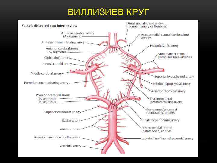 Виллизиев круг рисунок с обозначениями