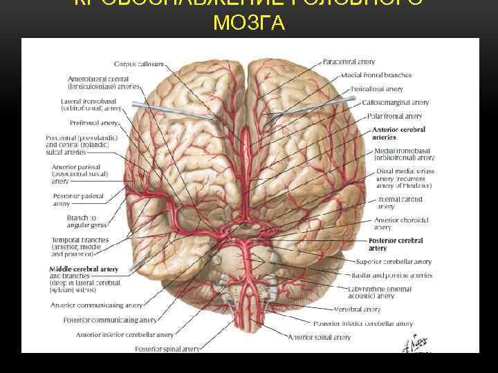 КРОВОСНАБЖЕНИЕ ГОЛОВНОГО МОЗГА 
