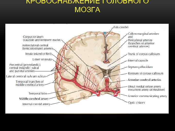 КРОВОСНАБЖЕНИЕ ГОЛОВНОГО МОЗГА 
