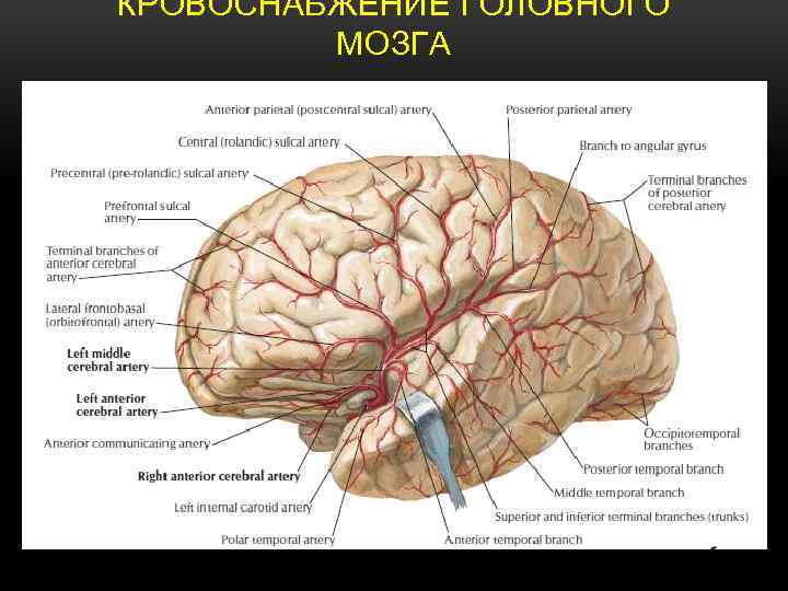 КРОВОСНАБЖЕНИЕ ГОЛОВНОГО МОЗГА 
