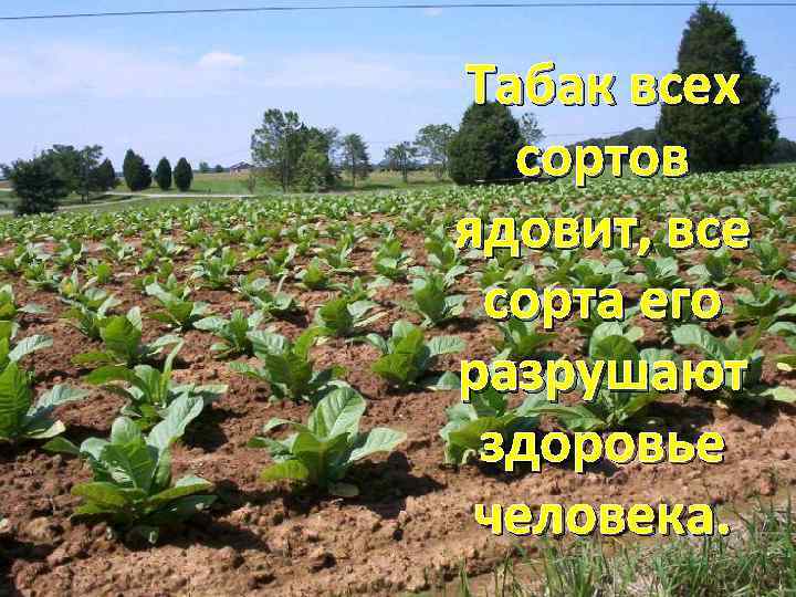 Табак всех сортов ядовит, все сорта его разрушают здоровье человека. 