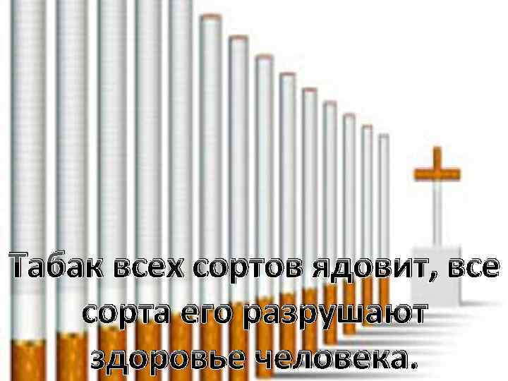 Табак всех сортов ядовит, все сорта его разрушают здоровье человека. 