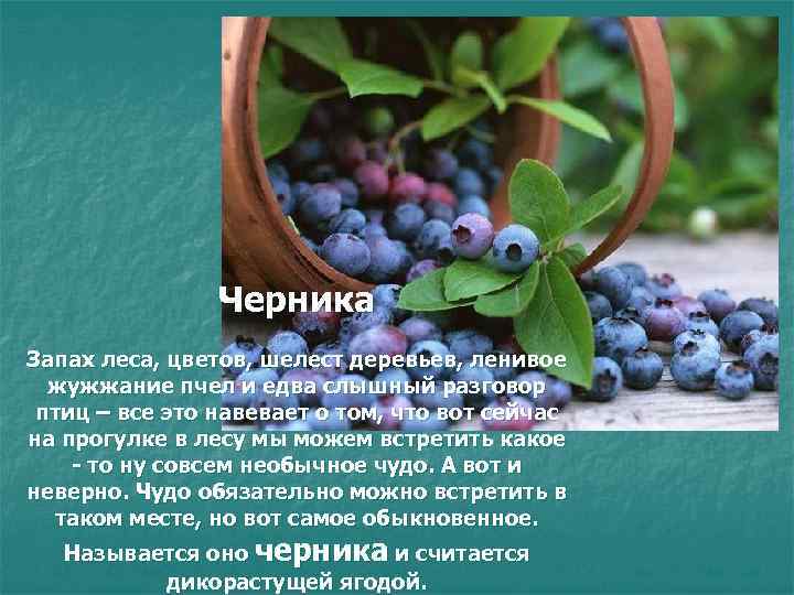 Черника Запах леса, цветов, шелест деревьев, ленивое жужжание пчел и едва слышный разговор птиц