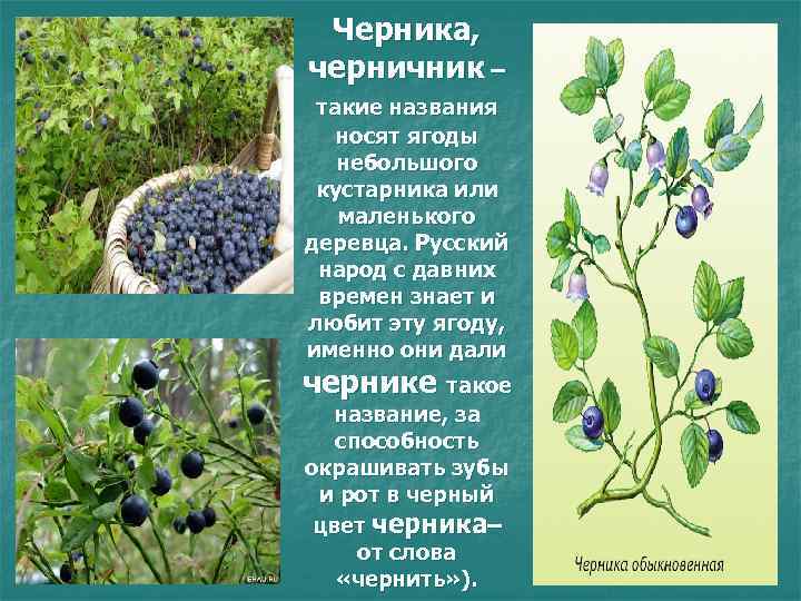 Черника, черничник – такие названия носят ягоды небольшого кустарника или маленького деревца. Русский народ