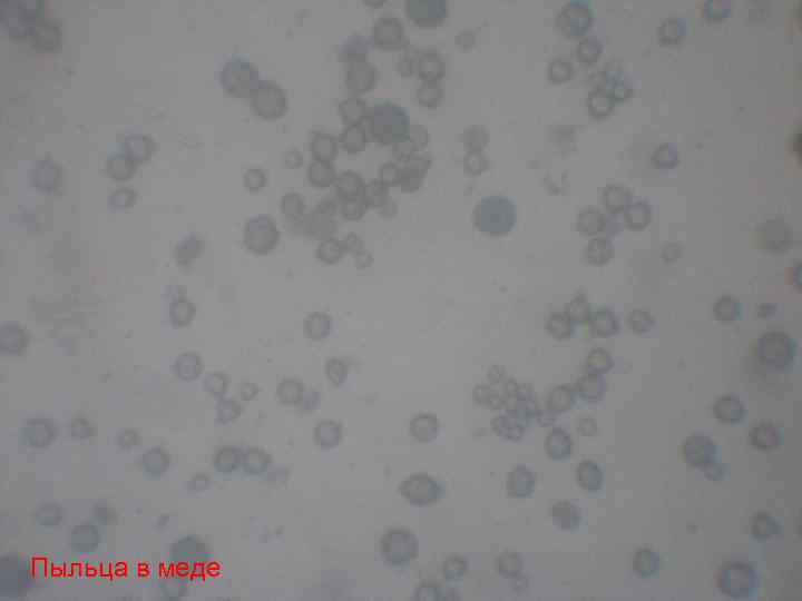 Пыльца в меде 