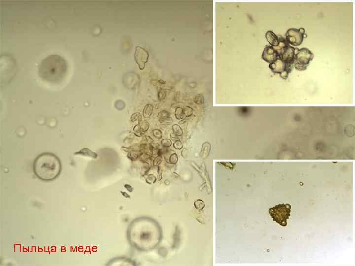 Пыльца в меде 