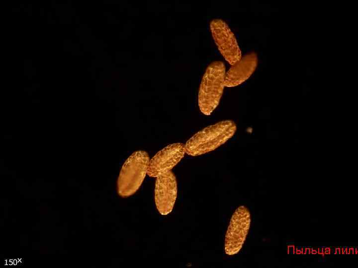 Пыльца лили 