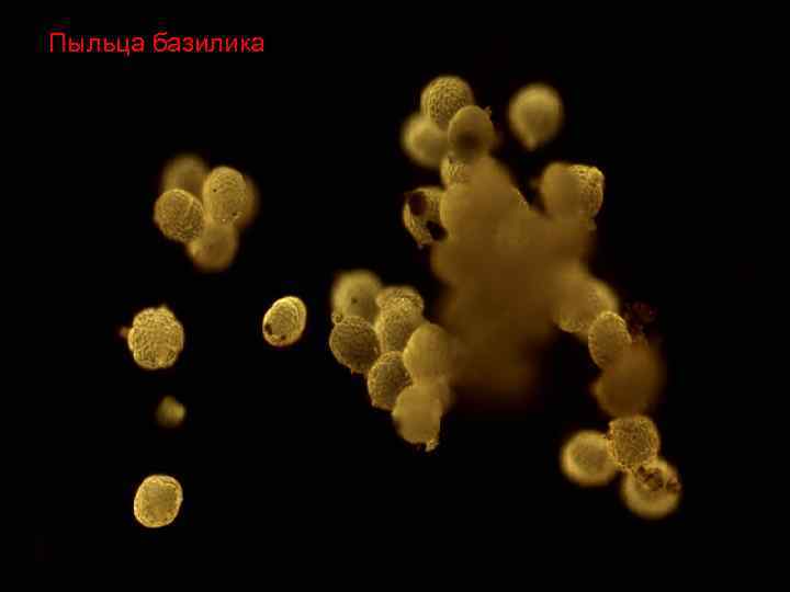 Пыльца базилика 