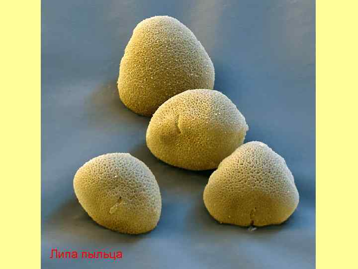 Липа пыльца 