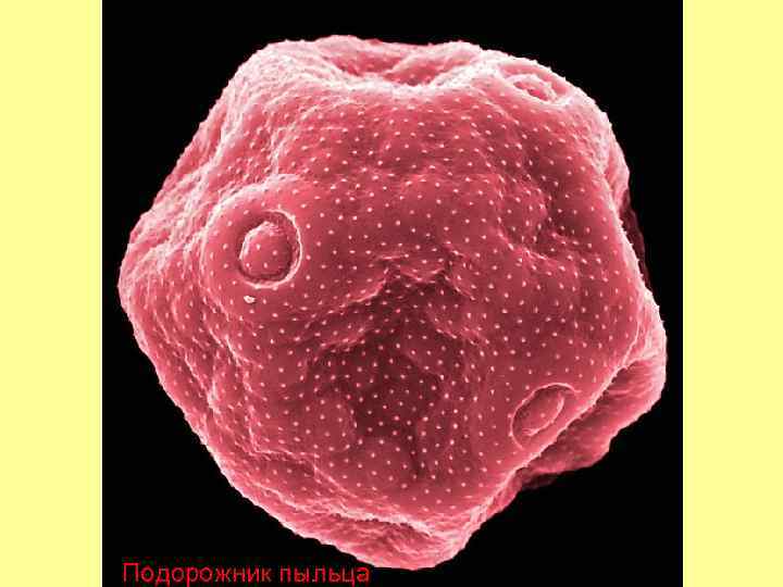 Подорожник пыльца 