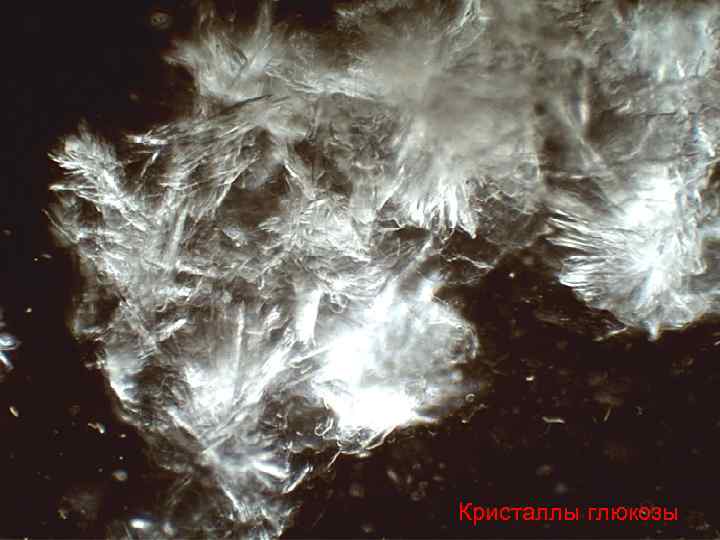 Кристаллы глюкозы 