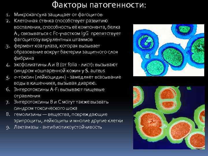 Факторы патогенности: 1. Микрокапсула защищает от фагоцитов 2. Клеточная стенка способствует развитию воспаления, способность