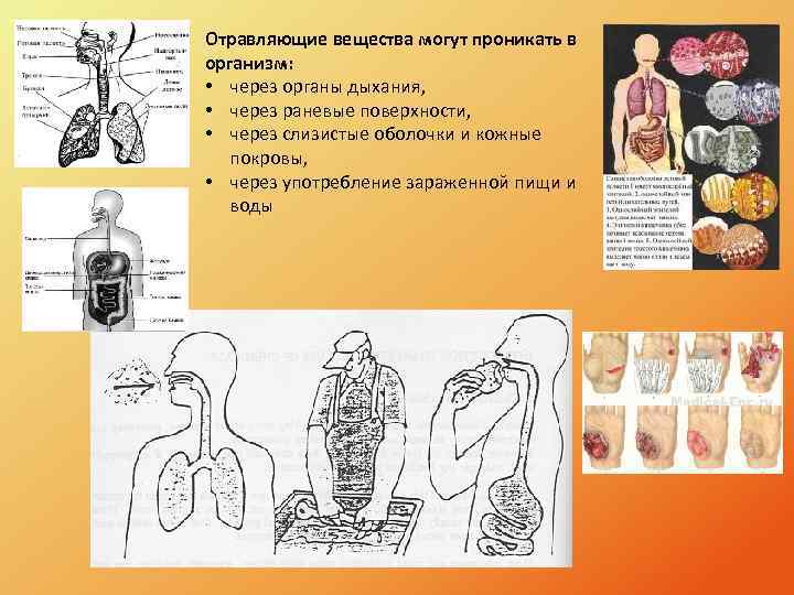 Отравляющие вещества могут проникать в организм: • через органы дыхания, • через раневые поверхности,