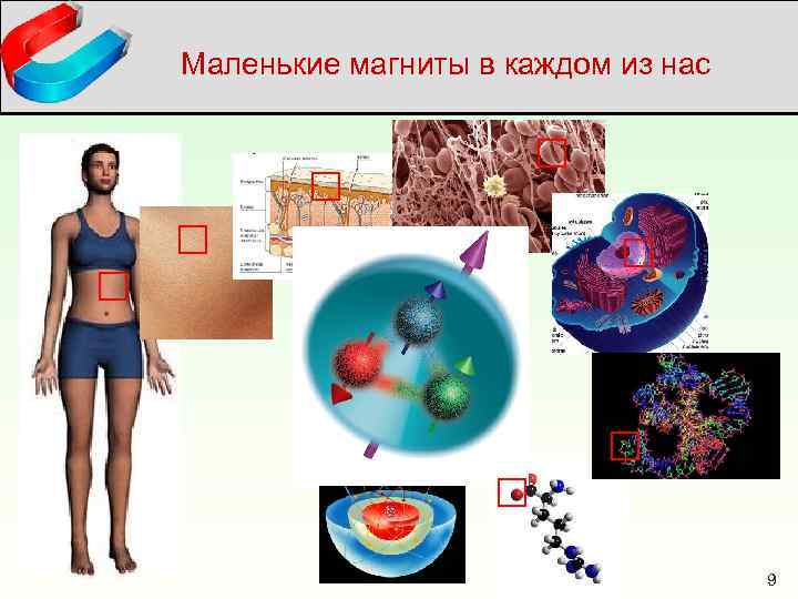 Маленькие магниты в каждом из нас 9 