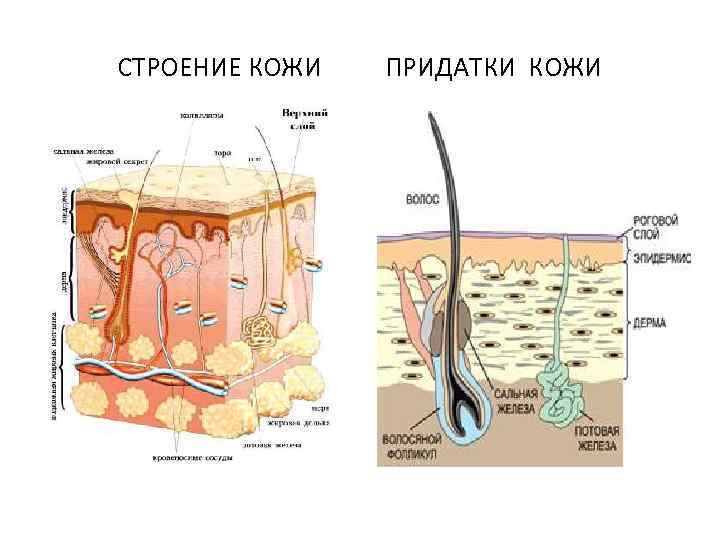 Сальная железа находится в каком слое. Потовые железы кожи анатомия. Функции кожи . Придатки кожи. Строение кожи и ее придатков. Физиологическое строение кожи.