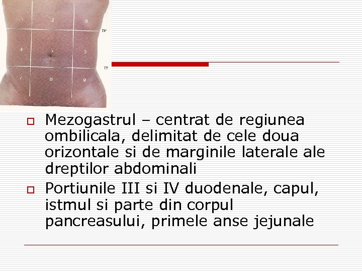 o o Mezogastrul – centrat de regiunea ombilicala, delimitat de cele doua orizontale si