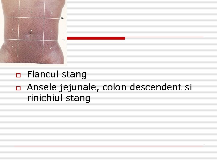 o o Flancul stang Ansele jejunale, colon descendent si rinichiul stang 