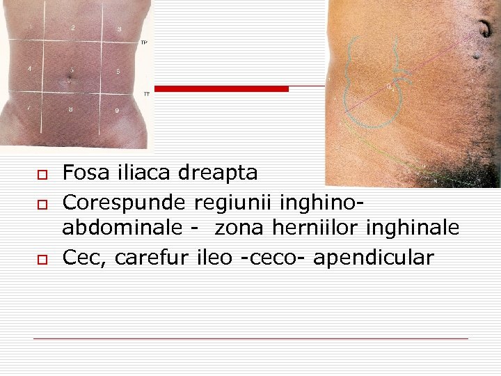 o o o Fosa iliaca dreapta Corespunde regiunii inghinoabdominale - zona herniilor inghinale Cec,