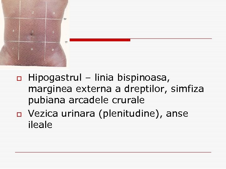 o o Hipogastrul – linia bispinoasa, marginea externa a dreptilor, simfiza pubiana arcadele crurale