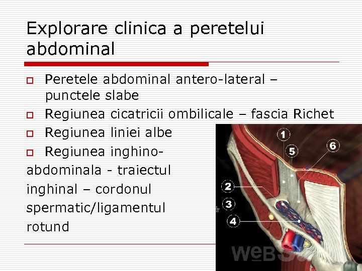 Explorare clinica a peretelui abdominal Peretele abdominal antero-lateral – punctele slabe o Regiunea cicatricii