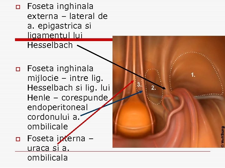 o o o Foseta inghinala externa – lateral de a. epigastrica si ligamentul lui