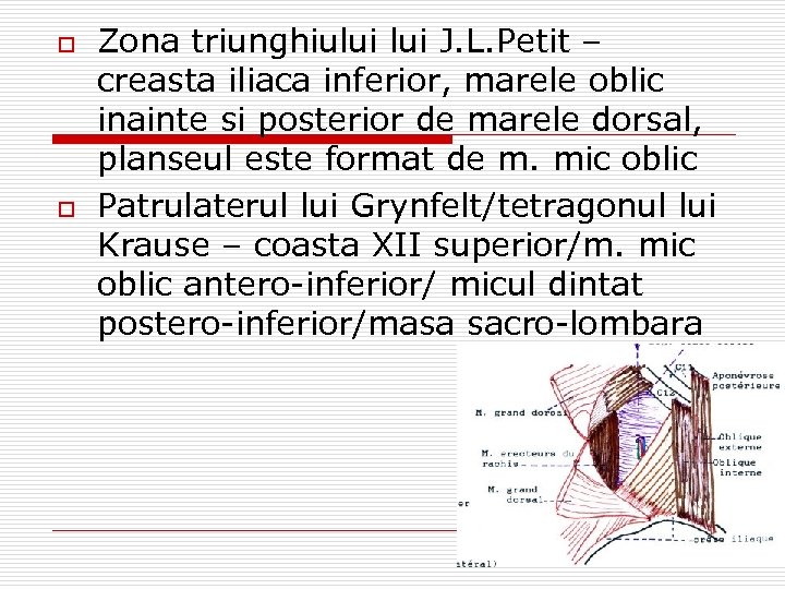 o o Zona triunghiului J. L. Petit – creasta iliaca inferior, marele oblic inainte