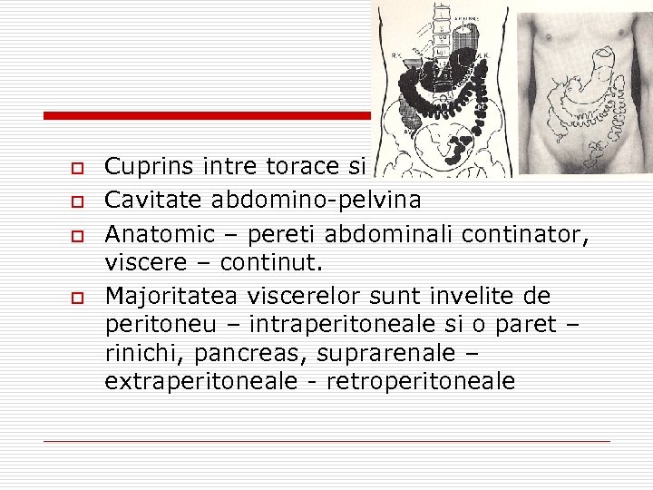 o o Cuprins intre torace si escavatia pelvina Cavitate abdomino-pelvina Anatomic – pereti abdominali