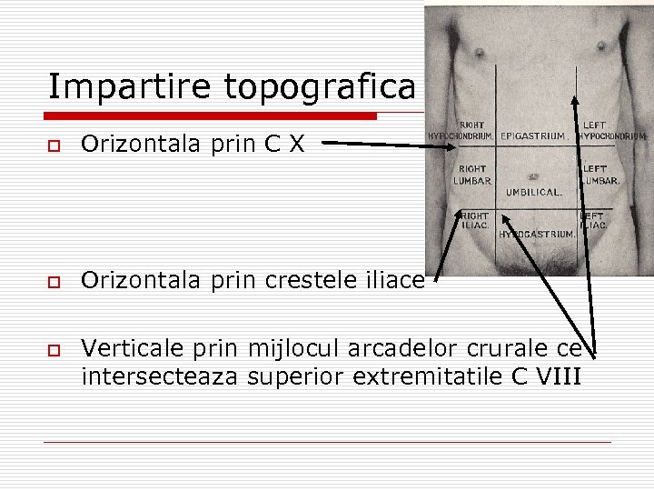 Impartire topografica o Orizontala prin C X o Orizontala prin crestele iliace o Verticale