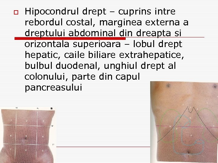 o Hipocondrul drept – cuprins intre rebordul costal, marginea externa a dreptului abdominal din